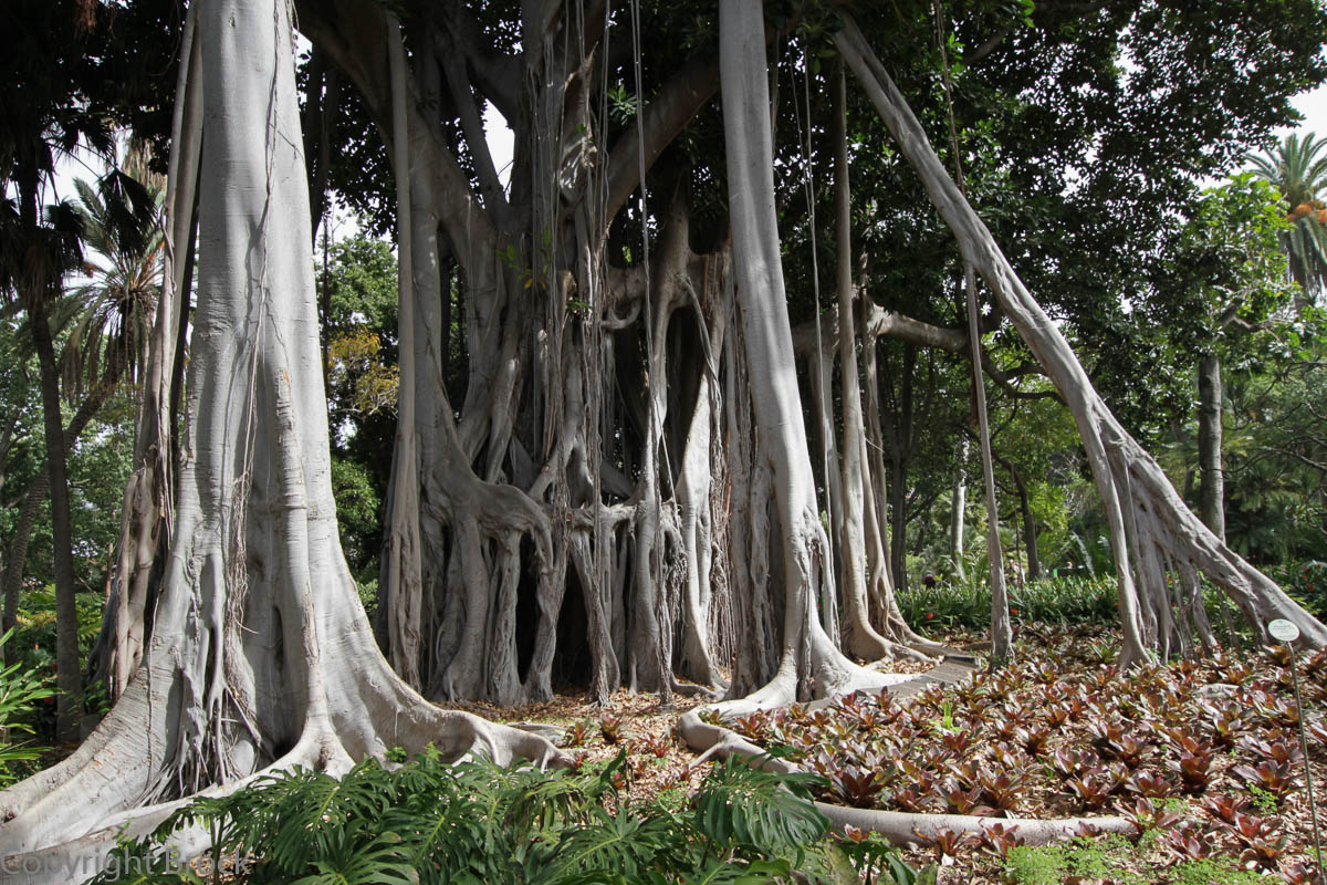 Puerto de la Cruz Botanico