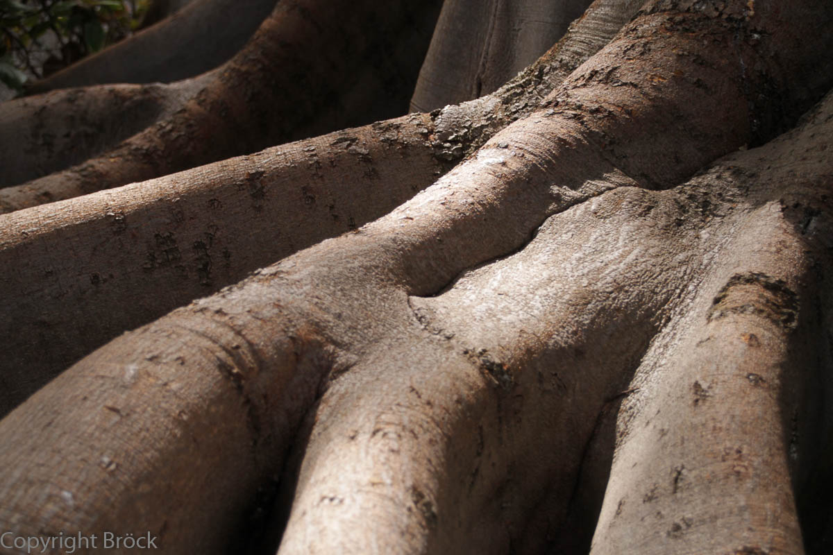 Puerto de la Cruz Botanico