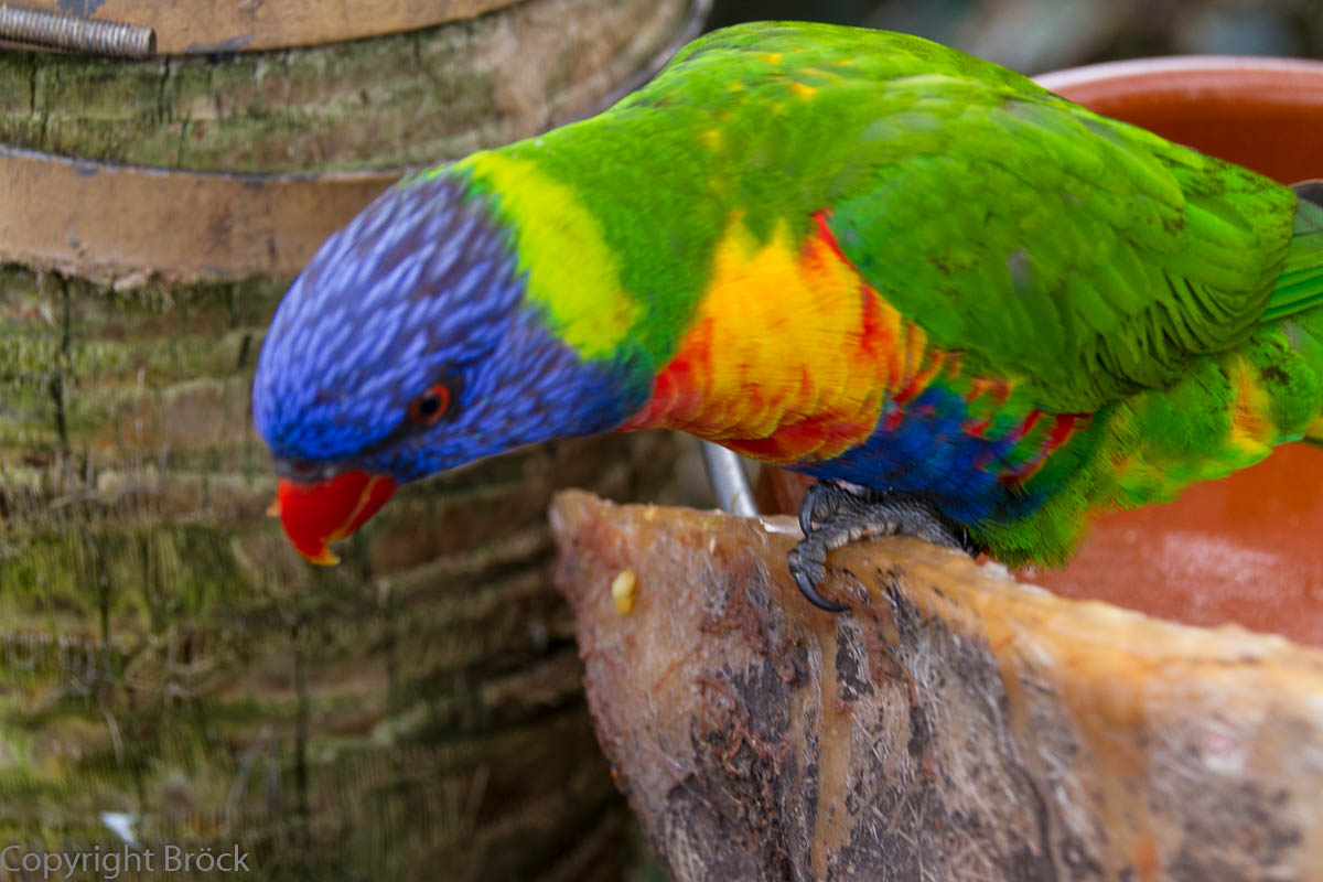 Puerto de la Cruz Loro-Park