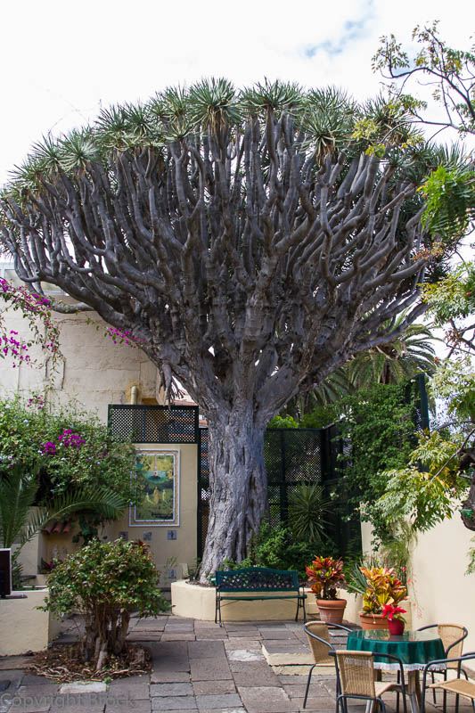 Puerto de la Cruz Orchideengarten Drachenbaum