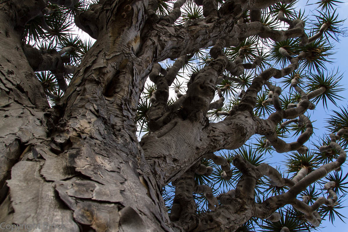 Puerto de la Cruz Orchideengarten Drachenbaum