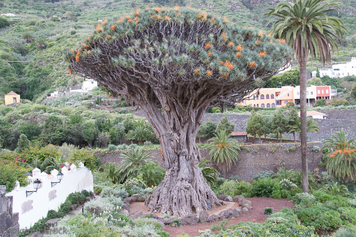 Icod de los Vinos, 600jähriger Drachenbaum