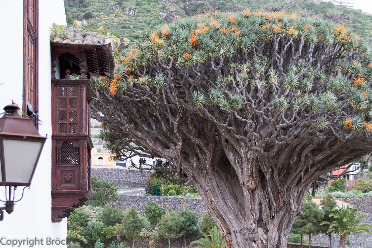 Icod de los Vinos, 600jähriger Drachenbaum