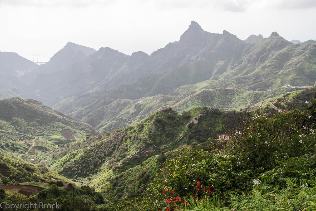 Im Anaga-Gebirge Zwischen Lorbeerbäumen und Baumheide