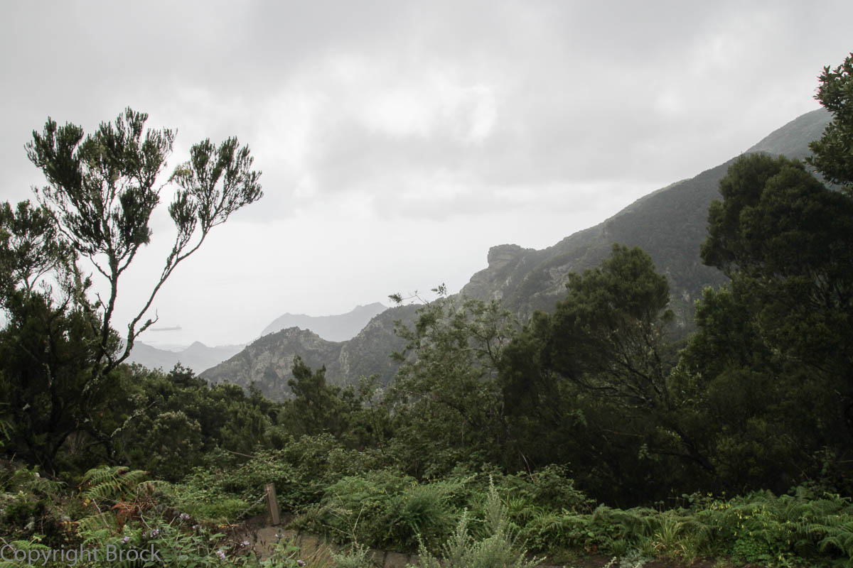 Im Anaga-Gebirge Zwischen Lorbeerbäumen und Baumheide